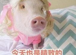 肥猪猪娱乐吃瓜酱,揭秘娱乐圈那些不为人知的幕后故事