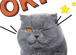 娱乐吃瓜君和猫,揭秘娱乐圈的萌宠趣事