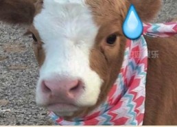 娱乐吃瓜酱抖音拍照,娱乐吃瓜酱教你拍出网红级抖音照片