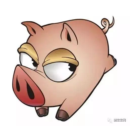 娱乐吃瓜酱肥肥猪的日常