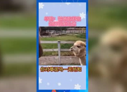 娱乐吃瓜派,揭秘明星幕后那些事儿